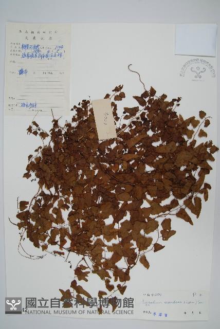 小葉海金沙藏品圖，第1張