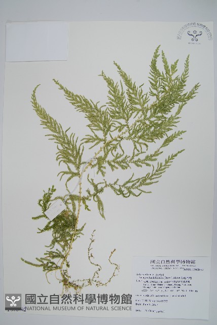 全緣卷柏藏品圖，第1張