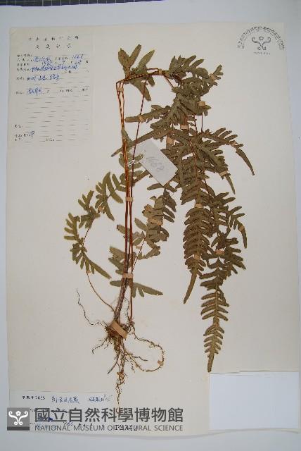 天草鳳尾蕨藏品圖，第1張