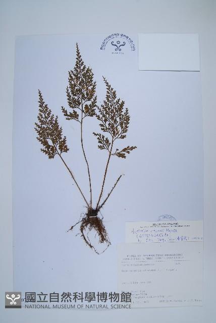 尖葉鐵角蕨藏品圖，第1張