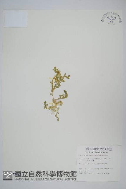 疏葉卷柏藏品圖，第1張