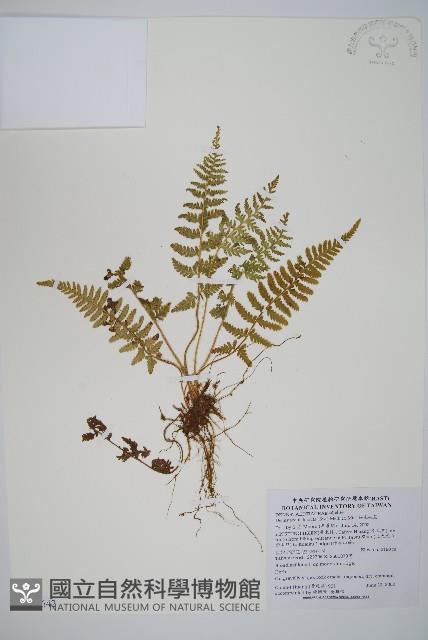 細毛碗蕨藏品圖，第1張