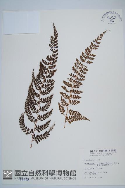 臺灣兩面複葉耳蕨藏品圖，第1張