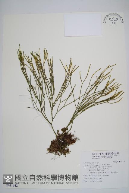 葉石松、鱗葉馬尾杉藏品圖，第1張