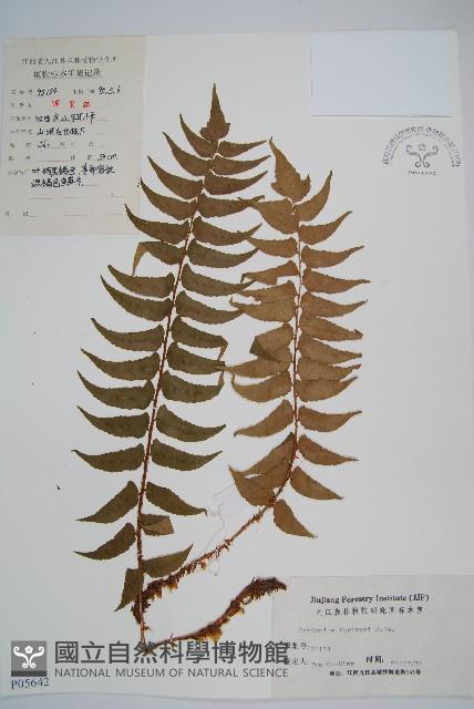 貫眾蕨藏品圖，第1張