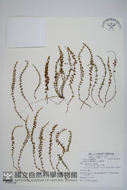 鐵角蕨藏品圖，第1張