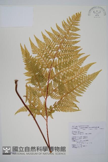 碗蕨藏品圖，第1張