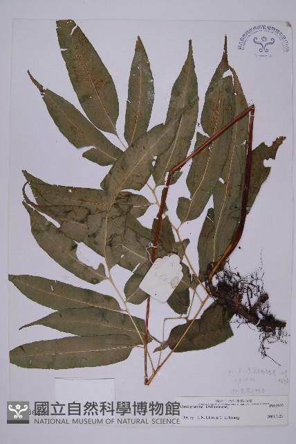 登錄號:P003642藏品圖，第1張