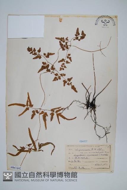 登錄號:P007642藏品圖，第1張