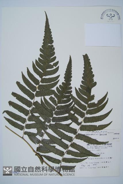 毛柄短腸蕨藏品圖，第1張