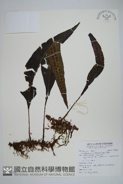 大星蕨藏品圖，第1張