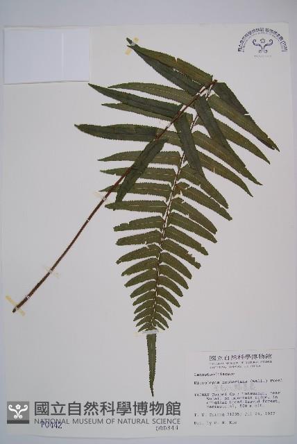 虎克氏鱗蓋蕨藏品圖，第1張