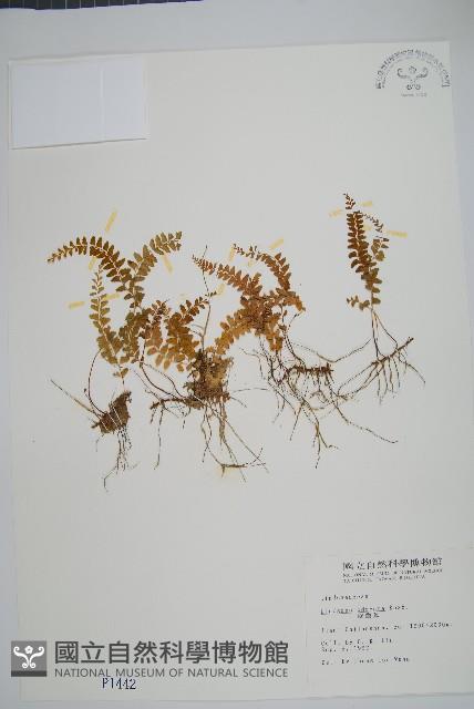 陵齒蕨、鱗始蕨藏品圖，第1張