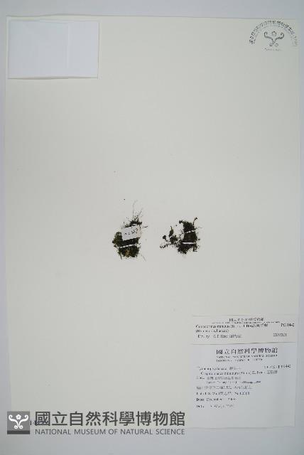 團扇蕨藏品圖，第1張