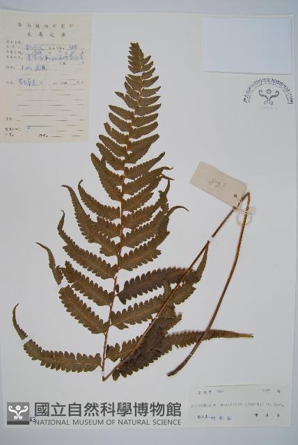 邊緣鱗蓋蕨藏品圖，第1張