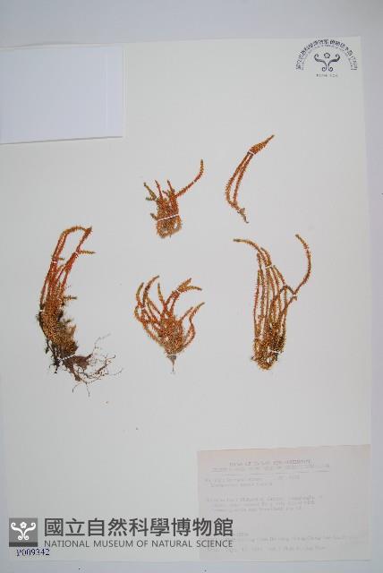 相馬氏石松藏品圖，第1張