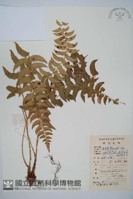 鐮羽貫眾藏品圖，第1張