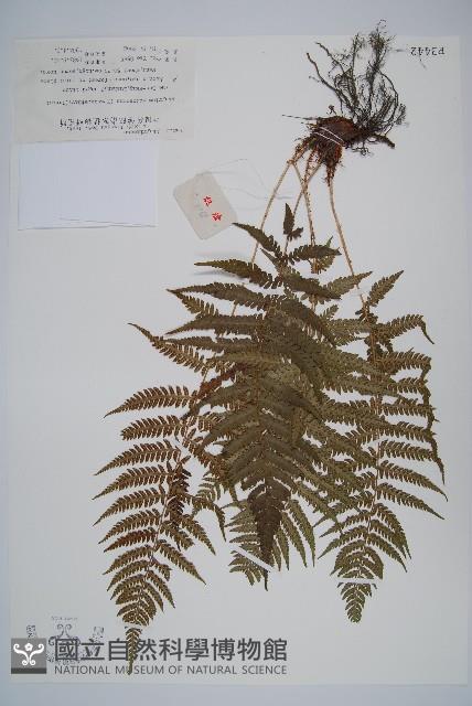 禾稈蹄蓋蕨藏品圖，第1張