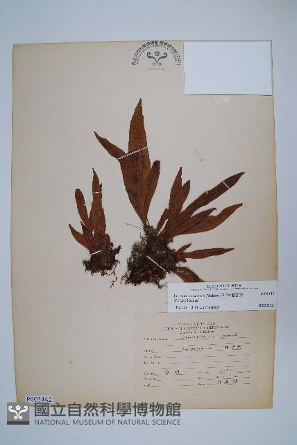 擬瓦葦藏品圖，第1張