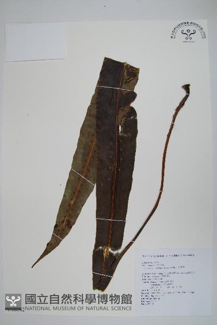 大星蕨藏品圖，第1張