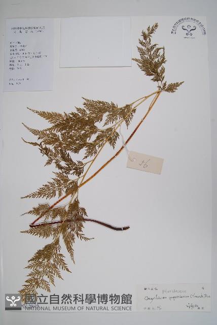 日本金粉蕨藏品圖，第1張