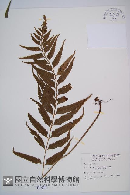 萊氏鐵角蕨藏品圖，第1張