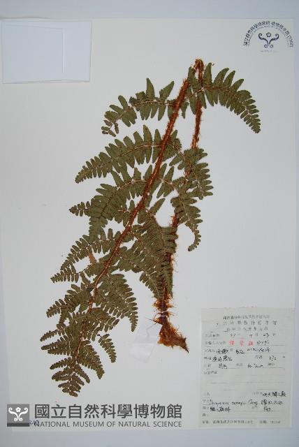 觀光鱗毛蕨藏品圖，第1張
