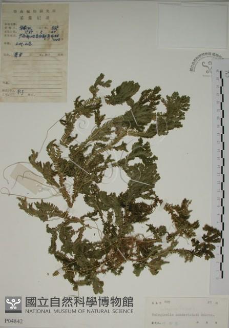 生根卷柏藏品圖，第1張