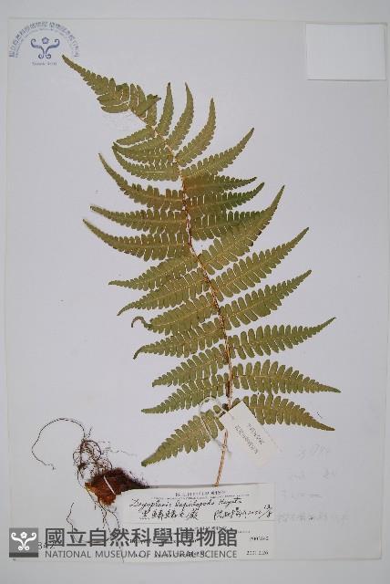 厚葉鱗毛蕨藏品圖，第1張