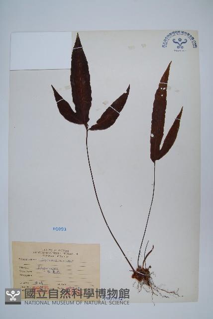 三葉茀蕨藏品圖，第1張