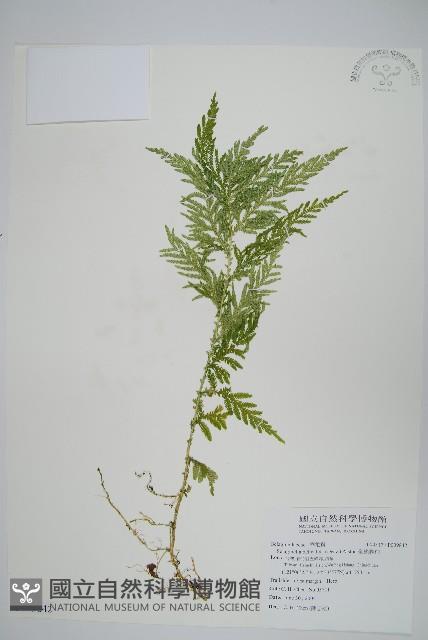 全緣卷柏藏品圖，第1張