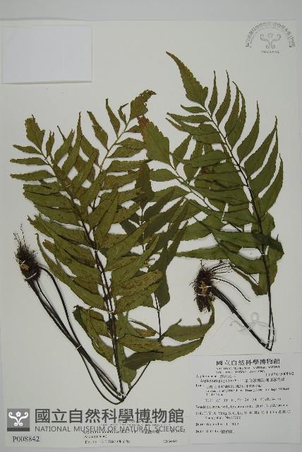 革葉鐵角蕨藏品圖，第1張