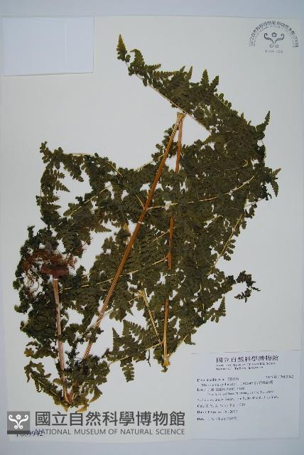 熱帶鱗蓋蕨藏品圖，第1張