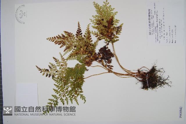 闊片烏蕨藏品圖，第1張