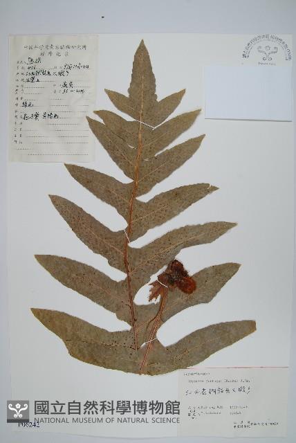 槲蕨藏品圖，第1張