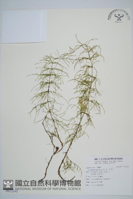 林下木賊藏品圖，第1張