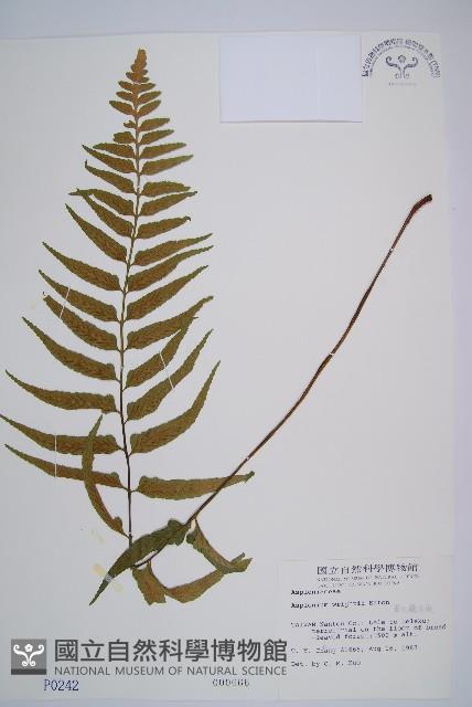 萊氏鐵角蕨藏品圖，第1張