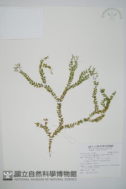 小垂枝石松藏品圖，第1張