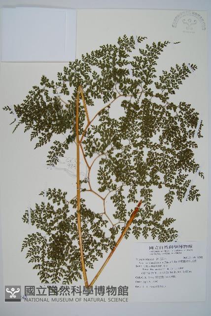 彎柄假複葉耳蕨藏品圖，第1張