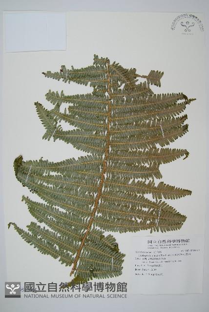 裏白藏品圖，第1張