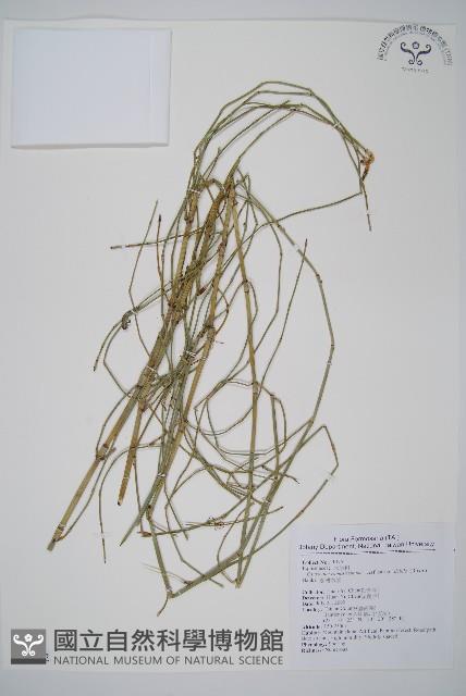 臺灣木賊藏品圖，第1張