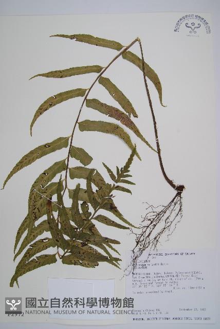 萊氏鐵角蕨藏品圖，第1張