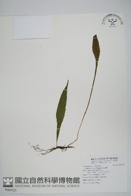 車前蕨藏品圖，第1張