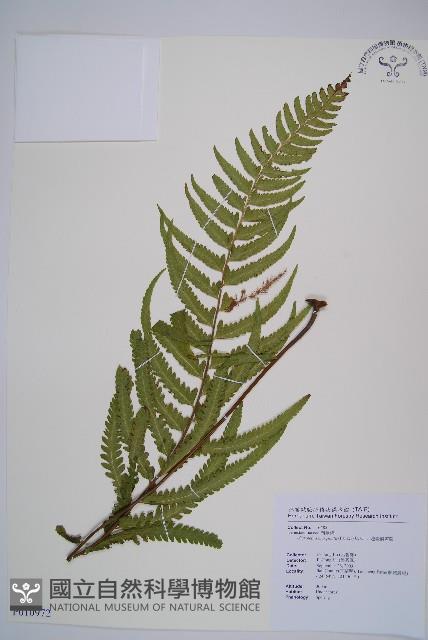 邊緣鱗蓋蕨藏品圖，第1張