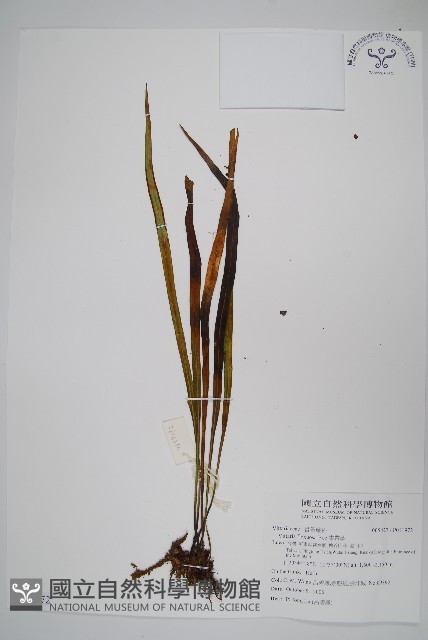 書帶蕨藏品圖，第1張