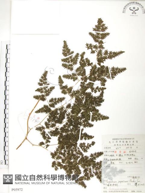 海金沙藏品圖，第1張