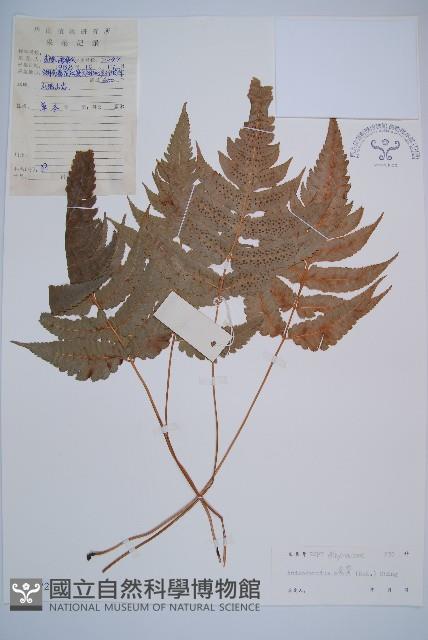 華東安蕨藏品圖，第1張