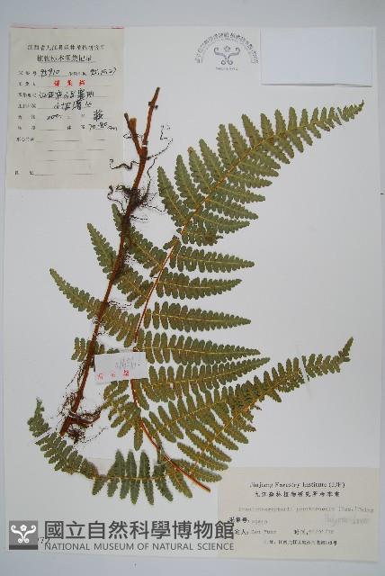 紫柄蕨藏品圖，第1張