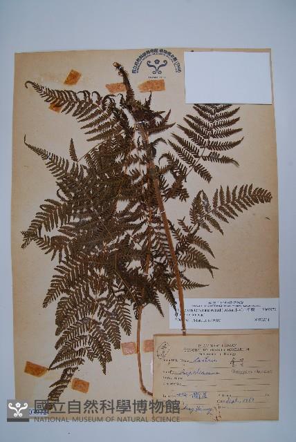 粗毛金星蕨藏品圖，第1張