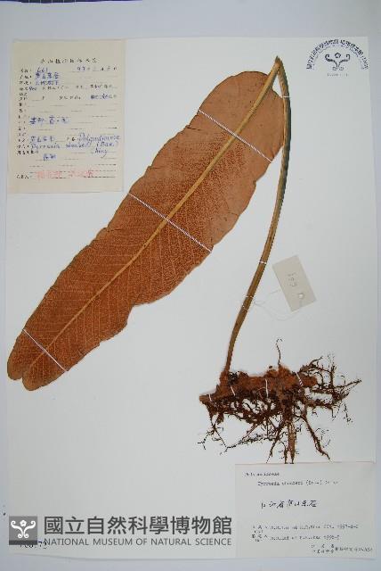 盧山石葦藏品圖，第1張